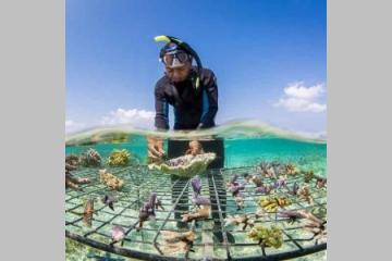 La réalité augmentée pour sensibiliser à l’érosion des récifs coralliens