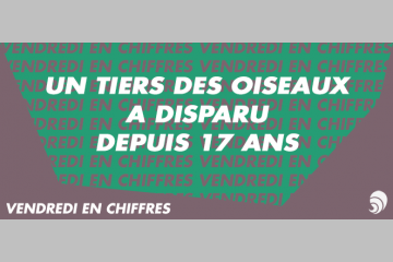[CHIFFRE] Un tiers des populations d’oiseaux a disparu des campagnes en 17 ans
